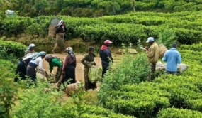Sri Lanka tea output up in 2017 for first time in four years