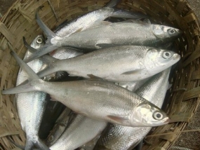 Fish baits to be cultivated locally
