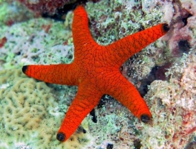 NARA and NAQDA to conduct scientific research on star fish