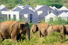 Report on elephant issue to be handed this week