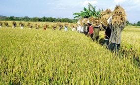 Paddy harvesting to commence in coming months