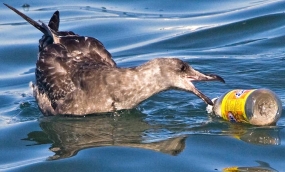 Nearly 90 percent seabirds have consumed plastic