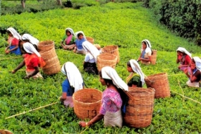 Tea production in an upward trend