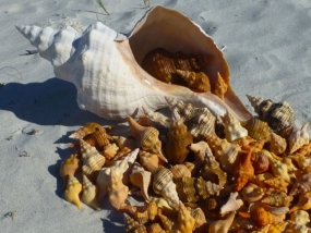 Sea cucumber, conch shells harvesting restricted