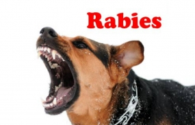 Colombo City poised for Rabies Free City by 2018