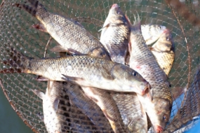 Survey of fish stock assessment to commence in January