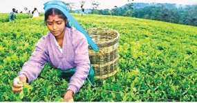 Tea prices continue upward trend