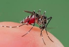 Dengue rises with showery weather
