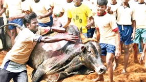 India lifts ban on controversial bull run festival