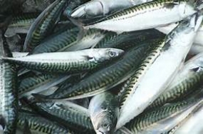 Fish exports to Europe increase by 125 percent