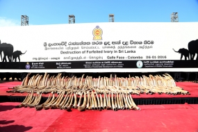 Sri Lanka destroys Blood Ivory worth millions