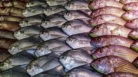 Fisheries Ministry aims to increase annual earnings from fish exports to US$ 1.5 billion