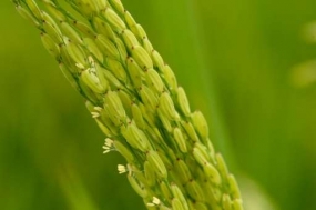 DNA rice breakthrough raises ‘green revolution’ hopes