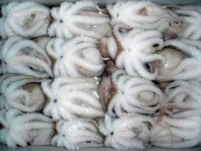 First stock of Octopus ready for export
