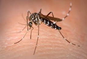 Mosquito that transmits Zika found in Chile