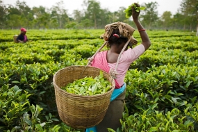 Tea export earnings rise 26% in 2017