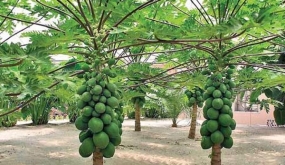 &quot;One Village - One Fruit&quot; to make fruits available during off season