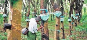 Concessions to rubber cultivation to be doubled