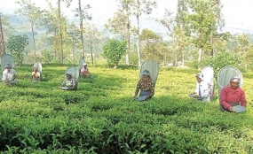 ‘Ceylon Tea’ reaches 150 years in 2017