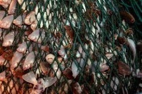 EU Team to visit Sri Lanka to assess fishery ban