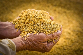 PMB commences purchasing of Maha harvest