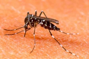 Two-day dengue prevention program in Jaffna