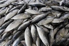 First consignment of fish handed over after the ban lifted by EU