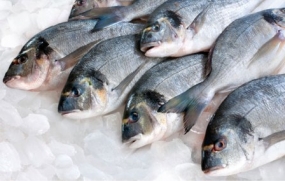 Fish exports to EU up by over 45%