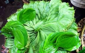 Increase in betel exports to Pakistan