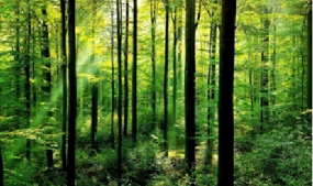 30,000 persons benefit from protecting forest in the Dry Zone