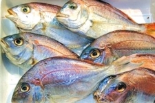 SL Government to get the EU ban on fish exports lifted