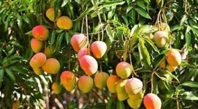 Rapid agriculture development Mangoes to lead project