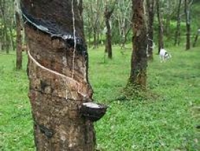 Empowerment of the Rubber Smallholders
