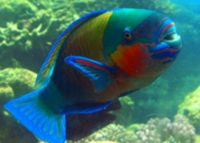 Fishing of parrot fish to be banned
