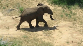 An elephant returns to Somalia for first time in 20 years