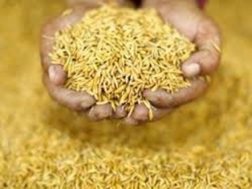 Government purchase 15,000 metric tons of poison free paddy