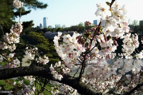 Cherry blossoms out early in warm Japan