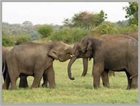 President instructs to keep the two rare elephants in Sinharaja forest