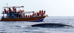Don’t rip-off foreigners coming for Whale Watching - Fisheries Minister