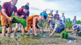 Toxin-free paddy farming for 2018 Yala season