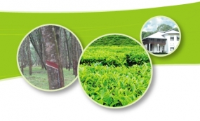 Govt. to implement new mechanism for guaranteed price for rubber, capital loan scheme for tea