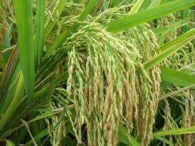 Government to increase paddy storage facilities before next harvest