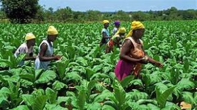 Tobacco farmers to switch to high income crops