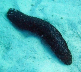 First Sea Cucumber breeding center commence in Mannar