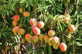 First mango export zone established in Embilipitiya
