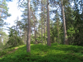 Steps to increase forest density within three years