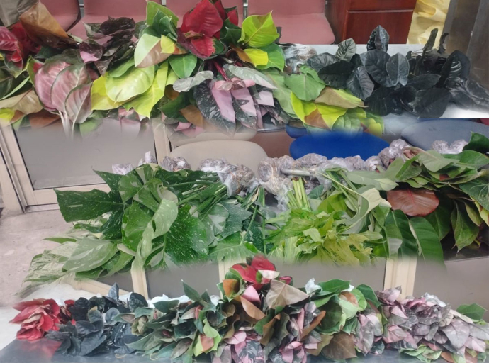 Sri Lanka Customs Seize 142 Live Plants at BIA