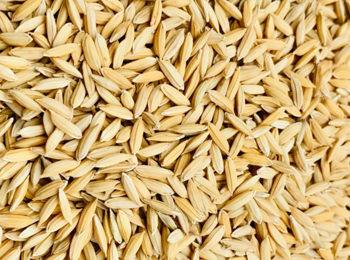 Govt. Announces Minimum Purchase Prices for 2025/2026 Maha Season Paddy