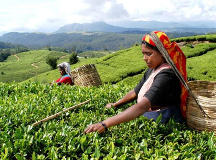 ‘Ceylon Tea Village’ National Programme Launched to Boost Sri Lanka’s Tea Industry