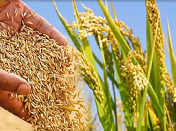 Government Launches Rapid Paddy Procurement Programme for 2026 Yala Season
